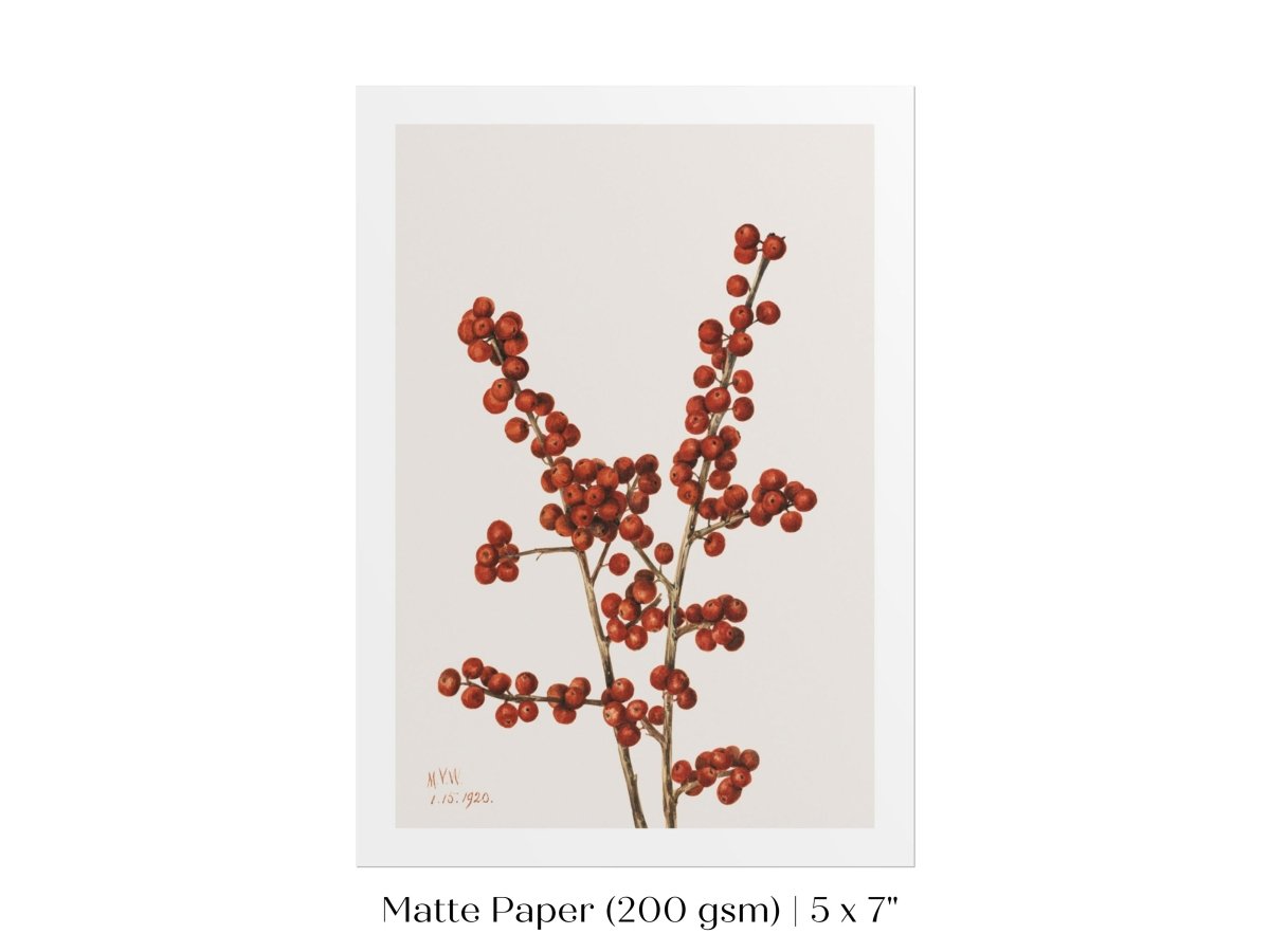 Winterberry Illustration | P469 - Single Art Prints - Piccolo Fiore Prints