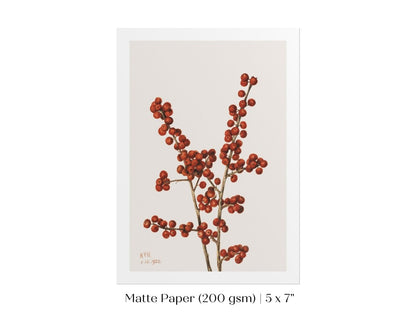 Winterberry Illustration | P469 - Single Art Prints - Piccolo Fiore Prints