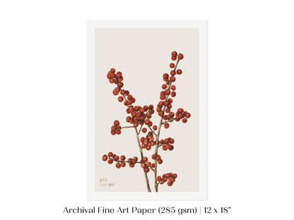 Winterberry Illustration | P469 - Single Art Prints - Piccolo Fiore Prints