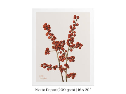 Winterberry Illustration | P469 - Single Art Prints - Piccolo Fiore Prints