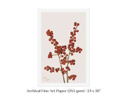 Winterberry Illustration | P469 - Single Art Prints - Piccolo Fiore Prints