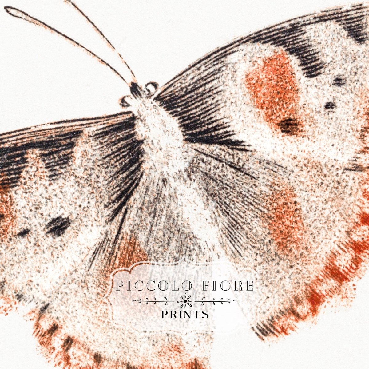 A Butterfly | P82 - Single Art Prints - Piccolo Fiore Prints