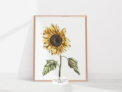 A Sunflower | P39 - Single Art Prints - Piccolo Fiore Prints