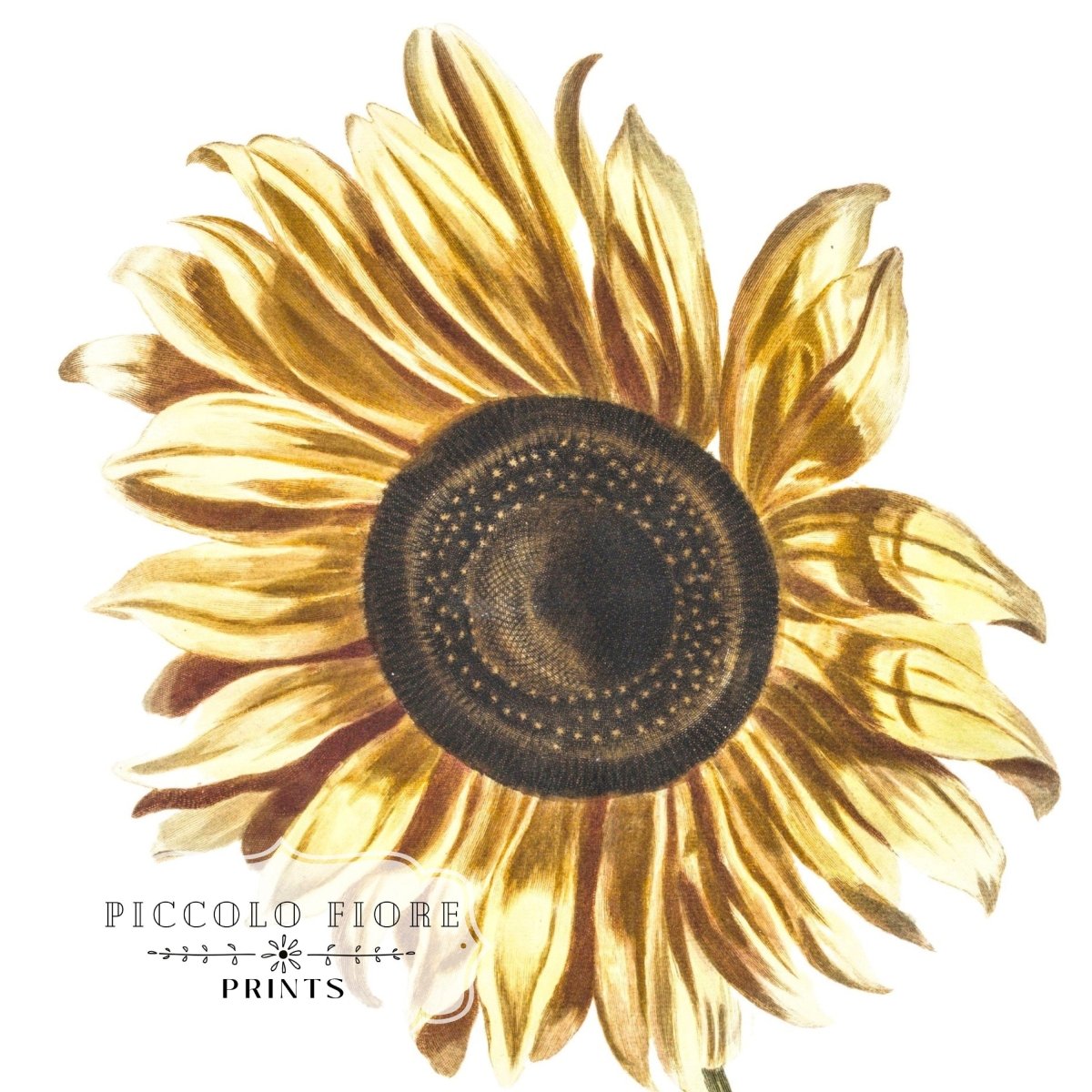 A Sunflower | P39 - Single Art Prints - Piccolo Fiore Prints