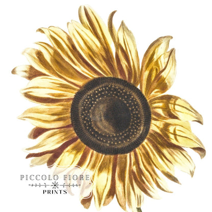 A Sunflower | P39 - Single Art Prints - Piccolo Fiore Prints