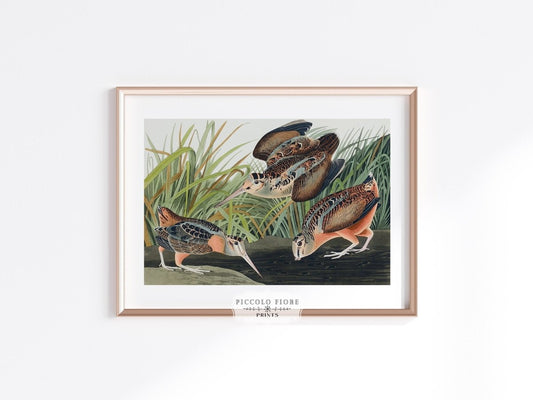 American Woodcocks Illustration | P17 - Single Art Prints - Piccolo Fiore Prints