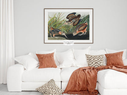 American Woodcocks Illustration | P17 - Single Art Prints - Piccolo Fiore Prints