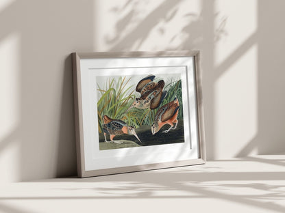 American Woodcocks Illustration | P17 - Single Art Prints - Piccolo Fiore Prints