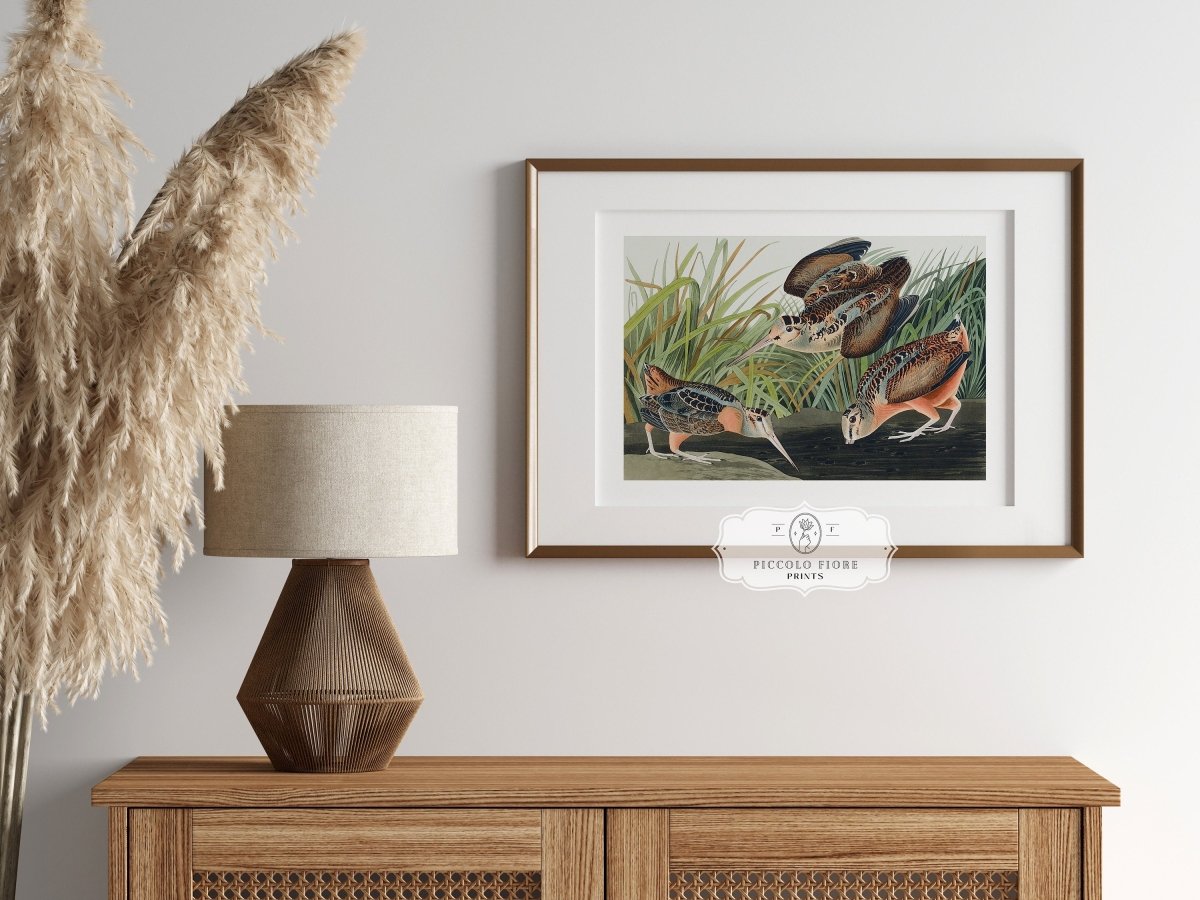 American Woodcocks Illustration | P17 - Single Art Prints - Piccolo Fiore Prints