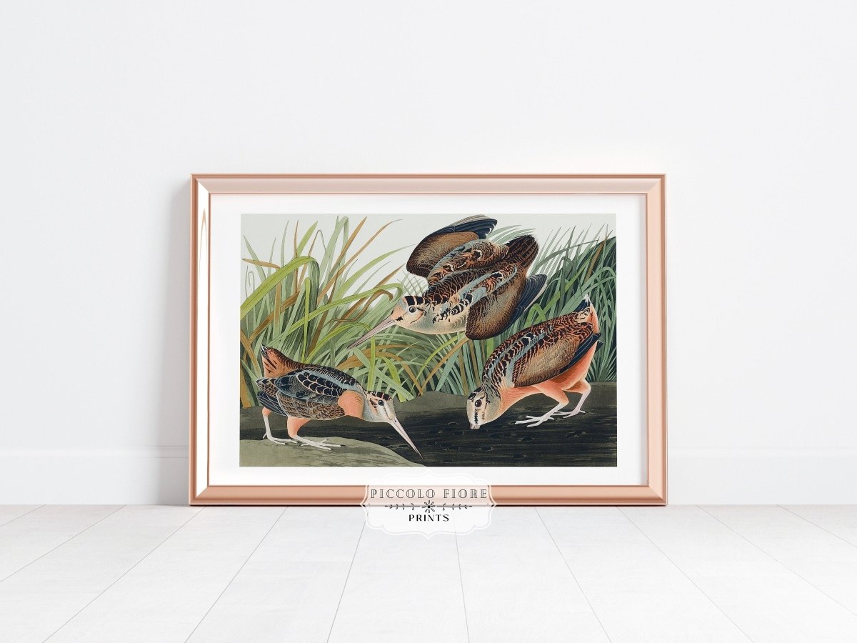 American Woodcocks Illustration | P17 - Single Art Prints - Piccolo Fiore Prints