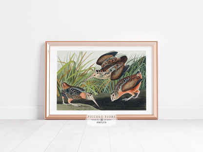American Woodcocks Illustration | P17 - Single Art Prints - Piccolo Fiore Prints