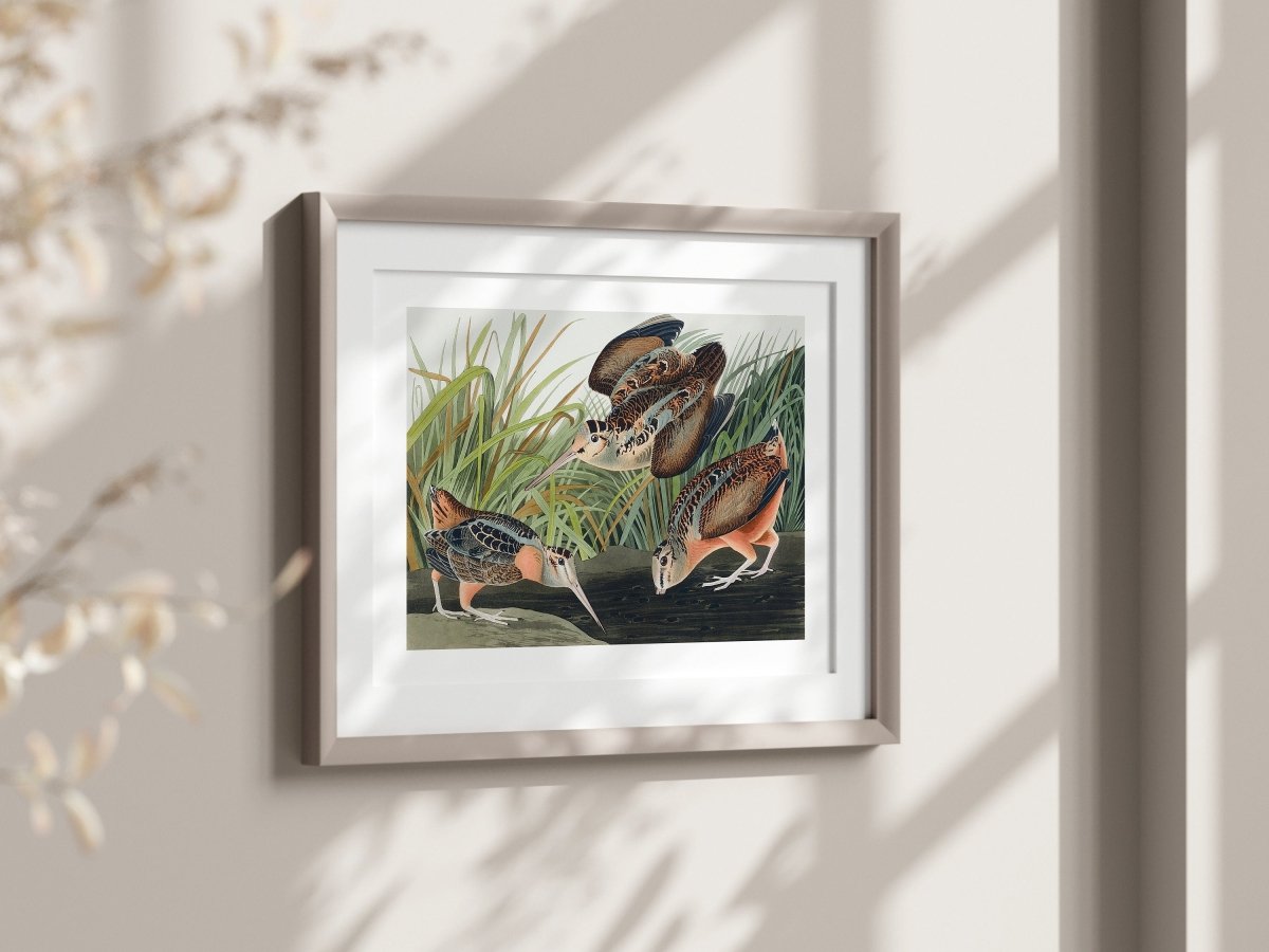 American Woodcocks Illustration | P17 - Single Art Prints - Piccolo Fiore Prints