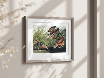 American Woodcocks Illustration | P17 - Single Art Prints - Piccolo Fiore Prints