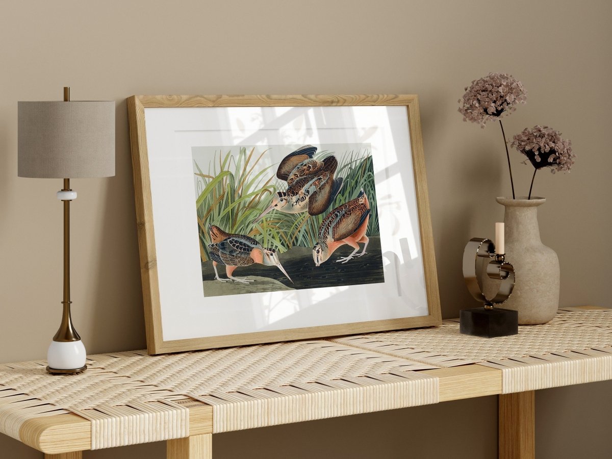 American Woodcocks Illustration | P17 - Single Art Prints - Piccolo Fiore Prints