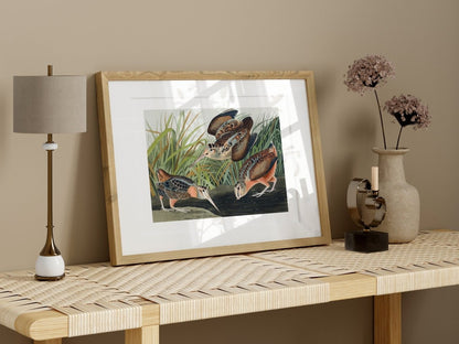 American Woodcocks Illustration | P17 - Single Art Prints - Piccolo Fiore Prints