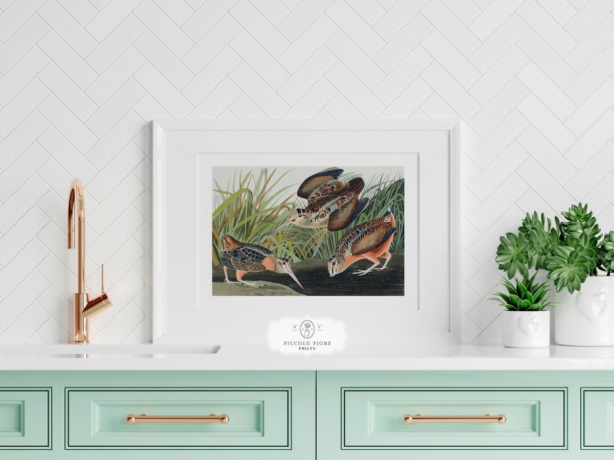 American Woodcocks Illustration | P17 - Single Art Prints - Piccolo Fiore Prints