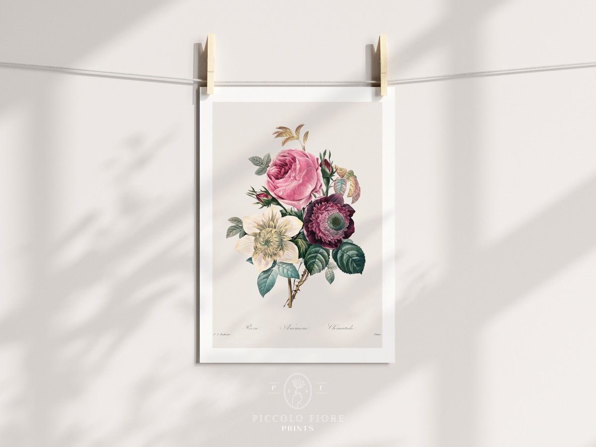 Anemone and Cabbage Rose Illustration | P492 - Single Art Prints - Piccolo Fiore Prints