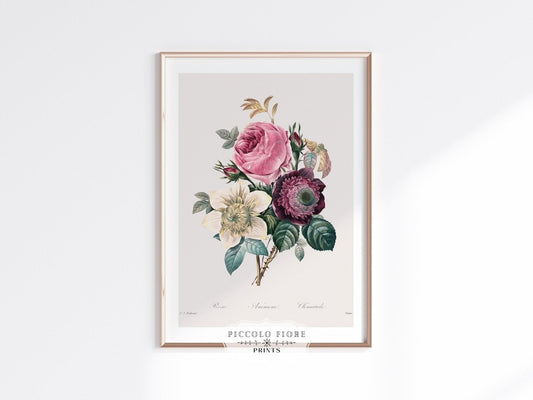 Anemone and Cabbage Rose Illustration | P492 - Single Art Prints - Piccolo Fiore Prints