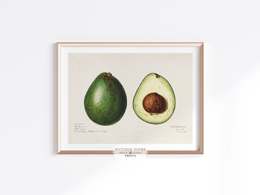 Avocado Illustration | P416 - Single Art Prints - Piccolo Fiore Prints