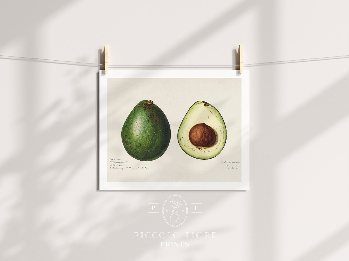 Avocado Illustration | P416 - Single Art Prints - Piccolo Fiore Prints