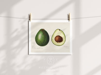 Avocado Illustration | P416 - Single Art Prints - Piccolo Fiore Prints