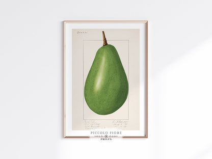 Avocado Illustration | P424 - Single Art Prints - Piccolo Fiore Prints