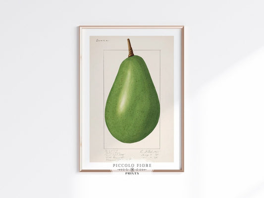Avocado Illustration | P424 - Single Art Prints - Piccolo Fiore Prints