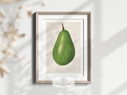 Avocado Illustration | P424 - Single Art Prints - Piccolo Fiore Prints