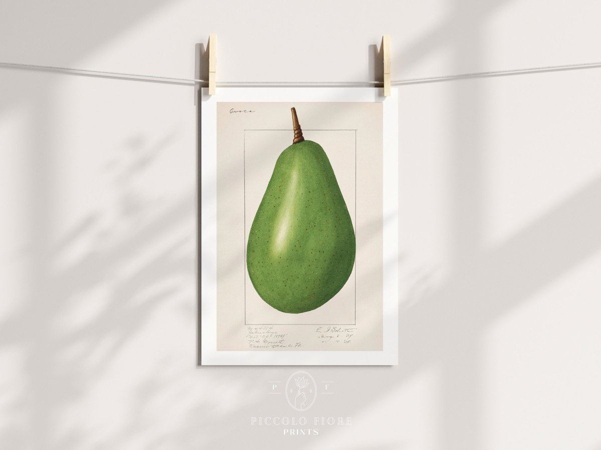 Avocado Illustration | P424 - Single Art Prints - Piccolo Fiore Prints