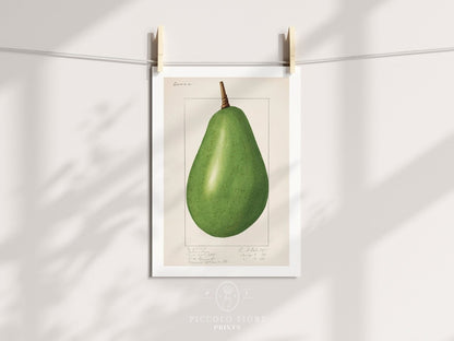 Avocado Illustration | P424 - Single Art Prints - Piccolo Fiore Prints