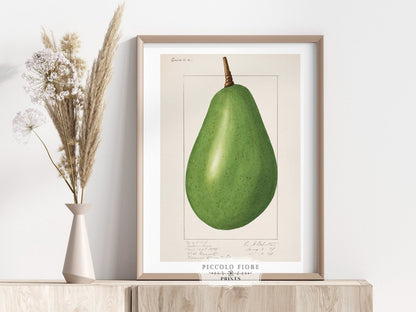 Avocado Illustration | P424 - Single Art Prints - Piccolo Fiore Prints