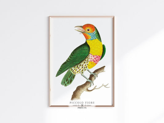 Barbet Bird Illustration | P52 - Single Art Prints - Piccolo Fiore Prints