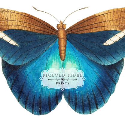 Blue and Brown Butterfly Illustration | P100 - Single Art Prints - Piccolo Fiore Prints