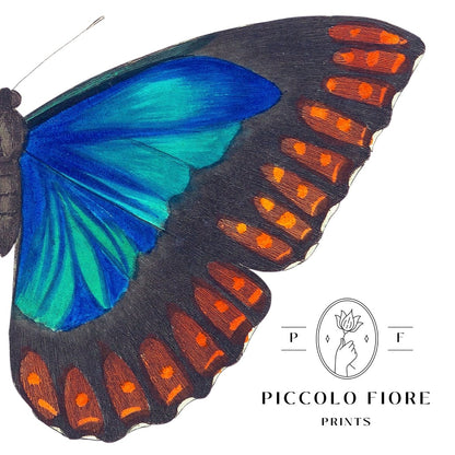 Blue and Turquoise Butterfly Illustration | P89 - Single Art Prints - Piccolo Fiore Prints