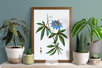 Blue Fruit and Flowers | Gallery Wall Set | 5 Prints | M5 - 5 - Gallery Wall Set - Piccolo Fiore Prints