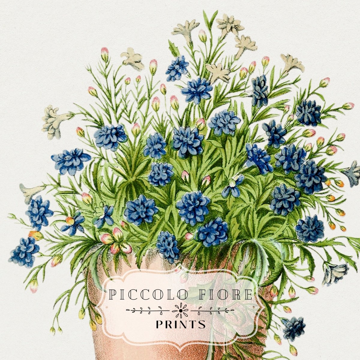 Blue Garden Lobelia in a Pot | P160 - Single Art Prints - Piccolo Fiore Prints