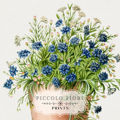 Blue Garden Lobelia in a Pot | P160 - Single Art Prints - Piccolo Fiore Prints