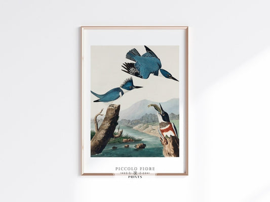 Blue Kingfisher Illustration | P238 - Single Art Prints - Piccolo Fiore Prints