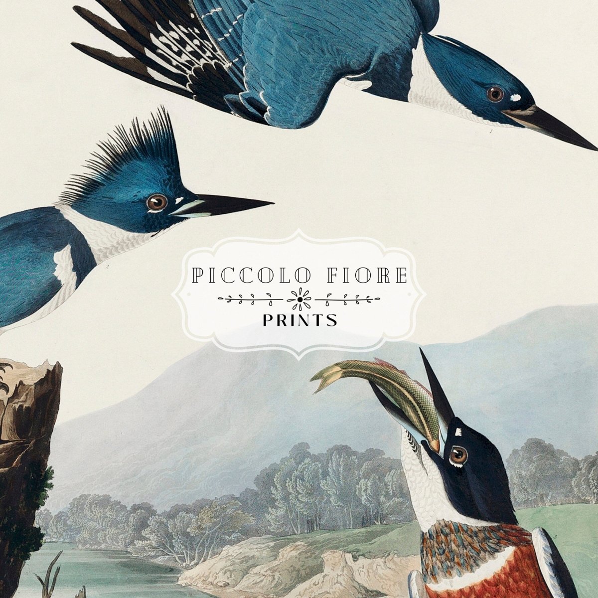Blue Kingfisher Illustration | P238 - Single Art Prints - Piccolo Fiore Prints
