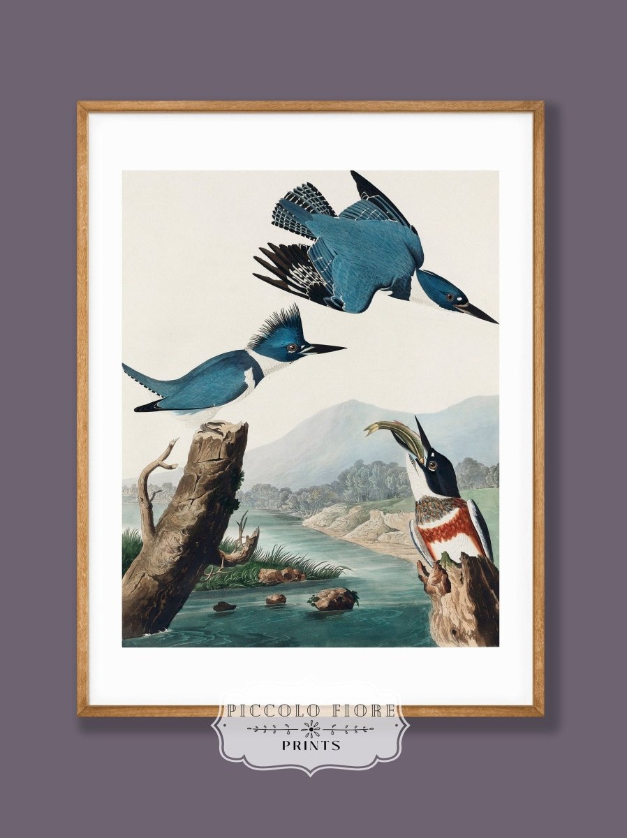Blue Kingfisher Illustration | P238 - Single Art Prints - Piccolo Fiore Prints