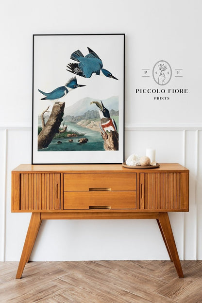 Blue Kingfisher Illustration | P238 - Single Art Prints - Piccolo Fiore Prints