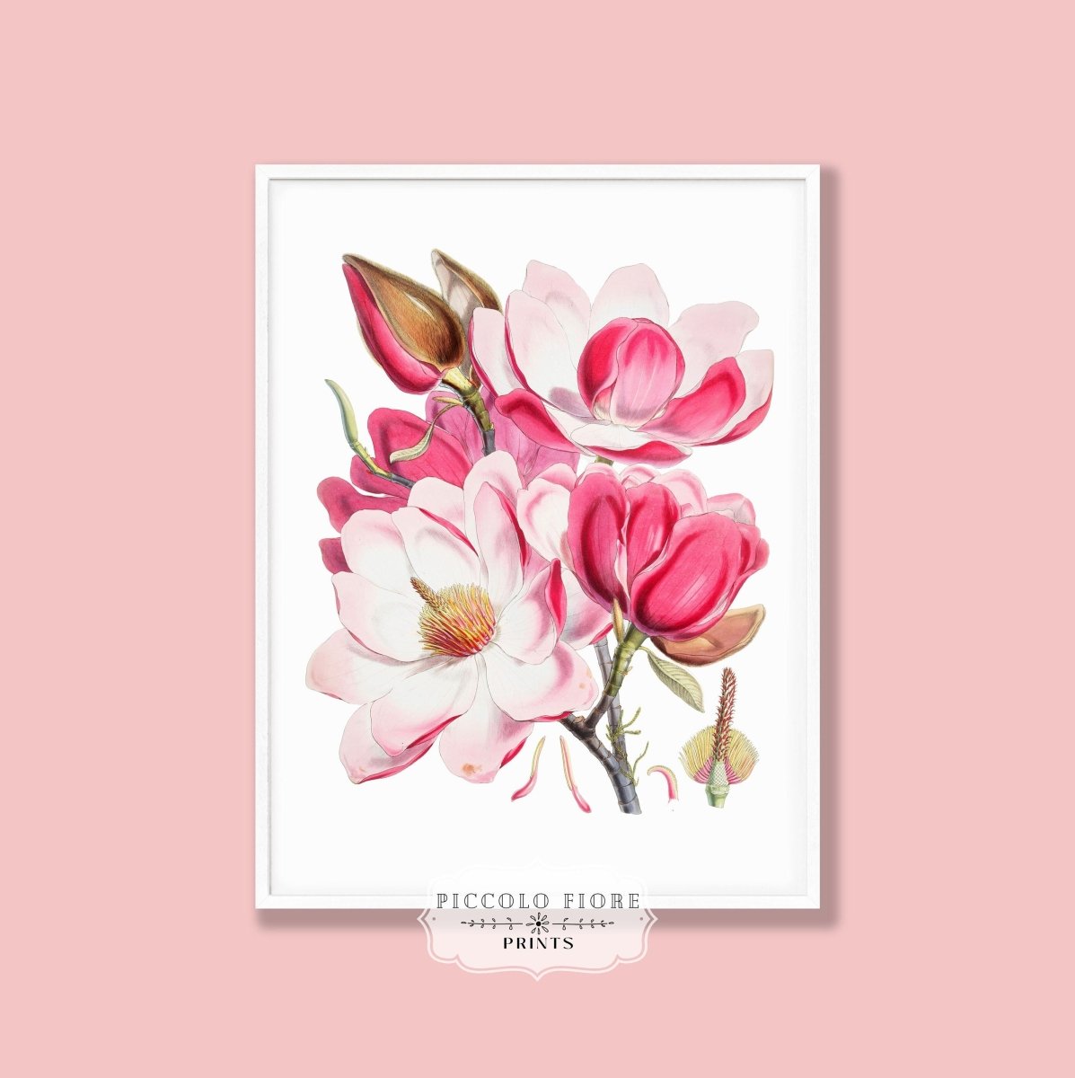 Bright Pink Magnolia Illustration | P47 - Single Art Prints - Piccolo Fiore Prints
