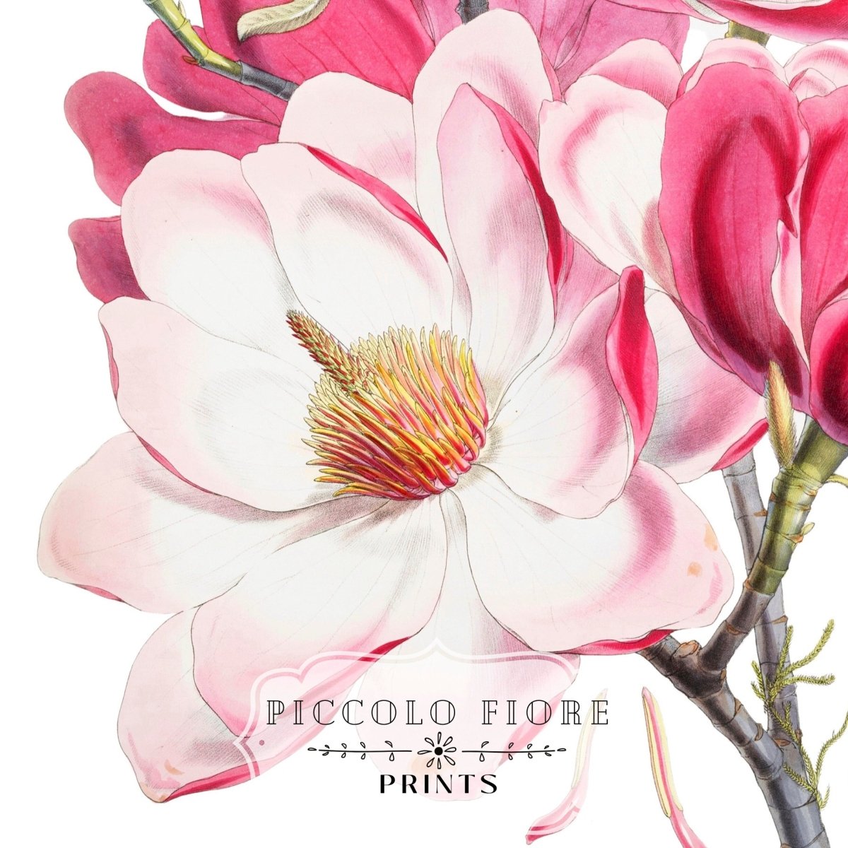 Bright Pink Magnolia Illustration | P47 - Single Art Prints - Piccolo Fiore Prints