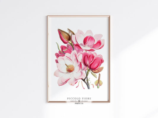 Bright Pink Magnolia Illustration | P47 - Single Art Prints - Piccolo Fiore Prints