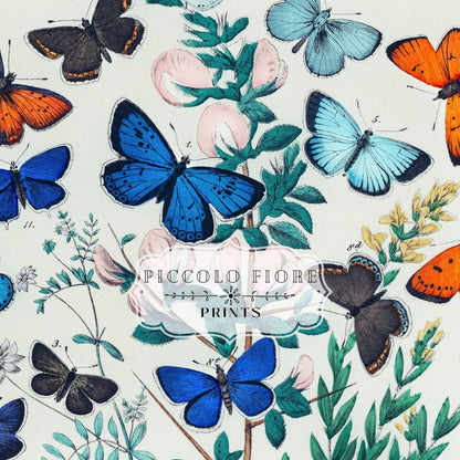 Butterflies and Caterpillars | P101 - Single Art Prints - Piccolo Fiore Prints