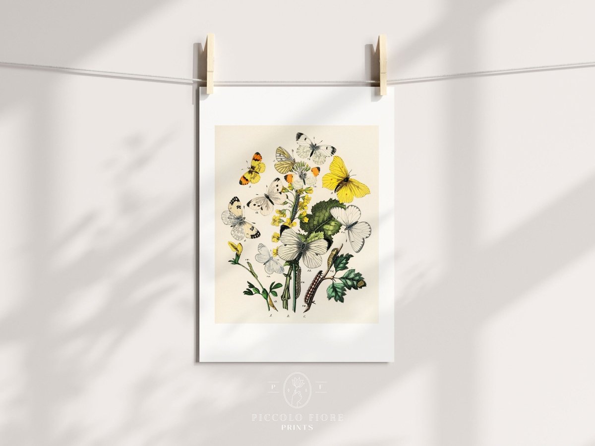 Butterflies and Caterpillars | P41 - Single Art Prints - Piccolo Fiore Prints
