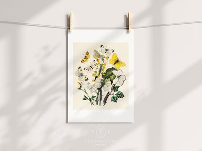 Butterflies and Caterpillars | P41 - Single Art Prints - Piccolo Fiore Prints