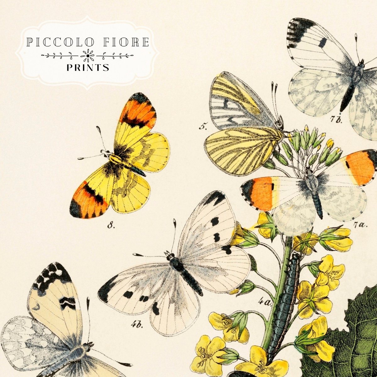 Butterflies and Caterpillars | P41 - Single Art Prints - Piccolo Fiore Prints