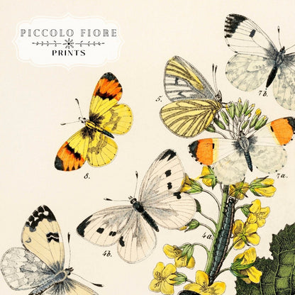 Butterflies and Caterpillars | P41 - Single Art Prints - Piccolo Fiore Prints