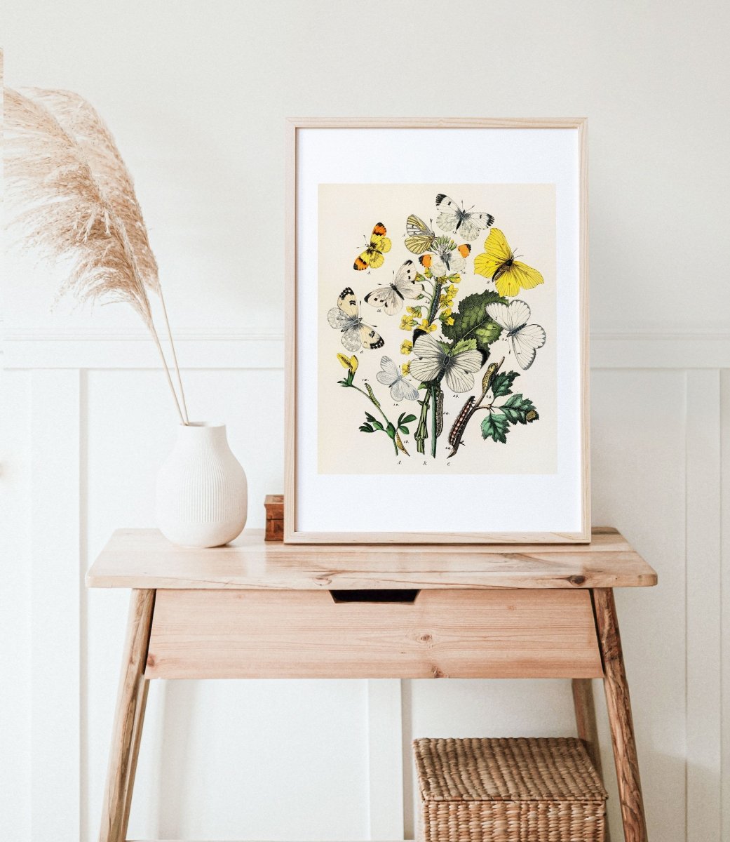 Butterflies and Caterpillars | P41 - Single Art Prints - Piccolo Fiore Prints